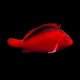 Flame Hawkfish