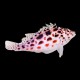 Pixy Hawkfish