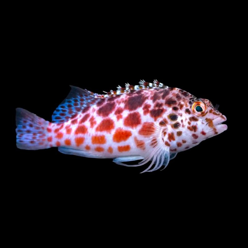 Pixy Hawkfish