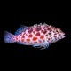 Pixy Hawkfish
