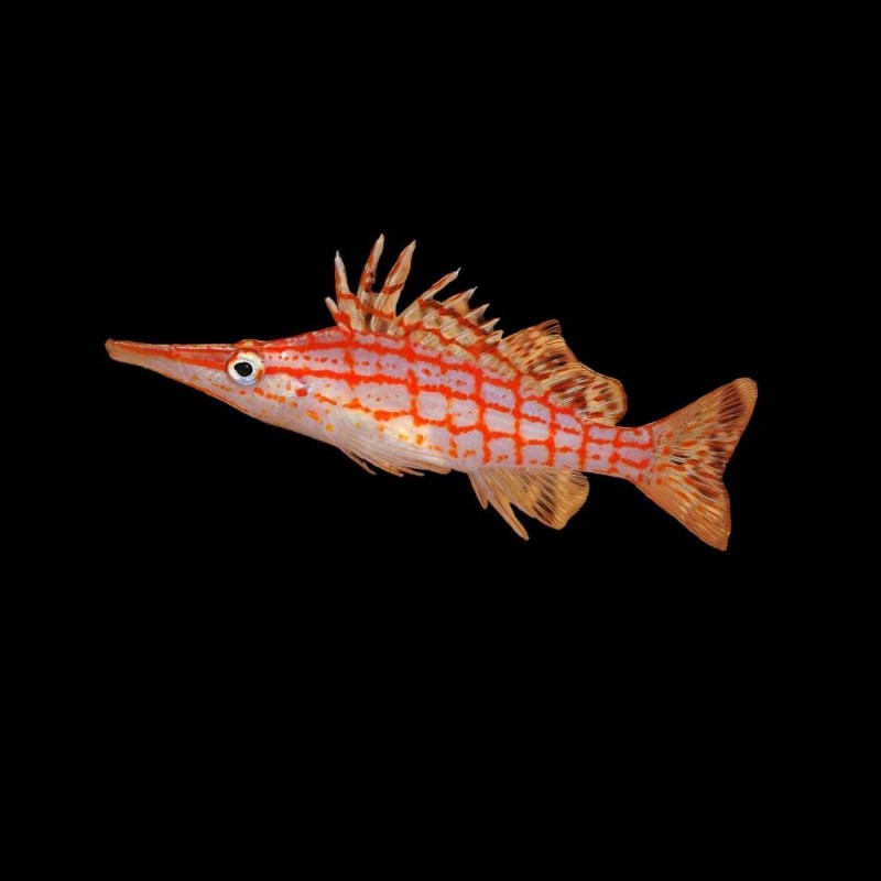 Longnose hawkfish