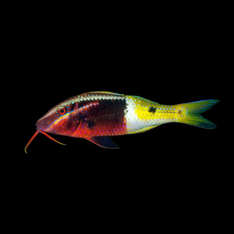 Bi-Colour GoatFish