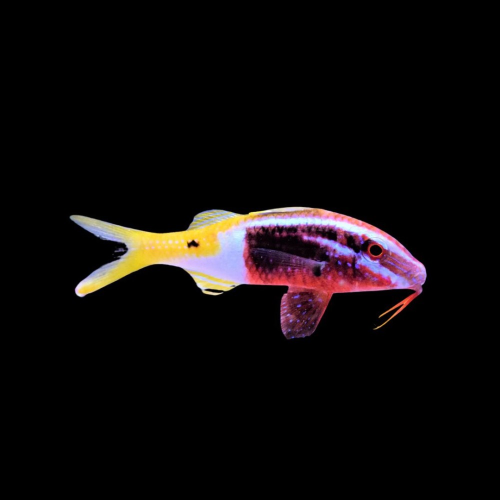 Bi-Colour GoatFish