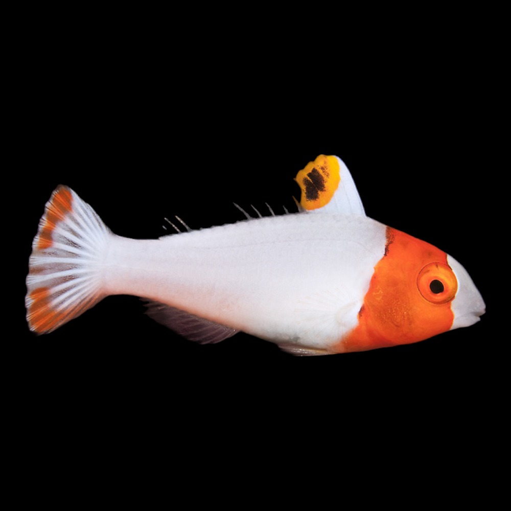 Bicolor Parrotfish
