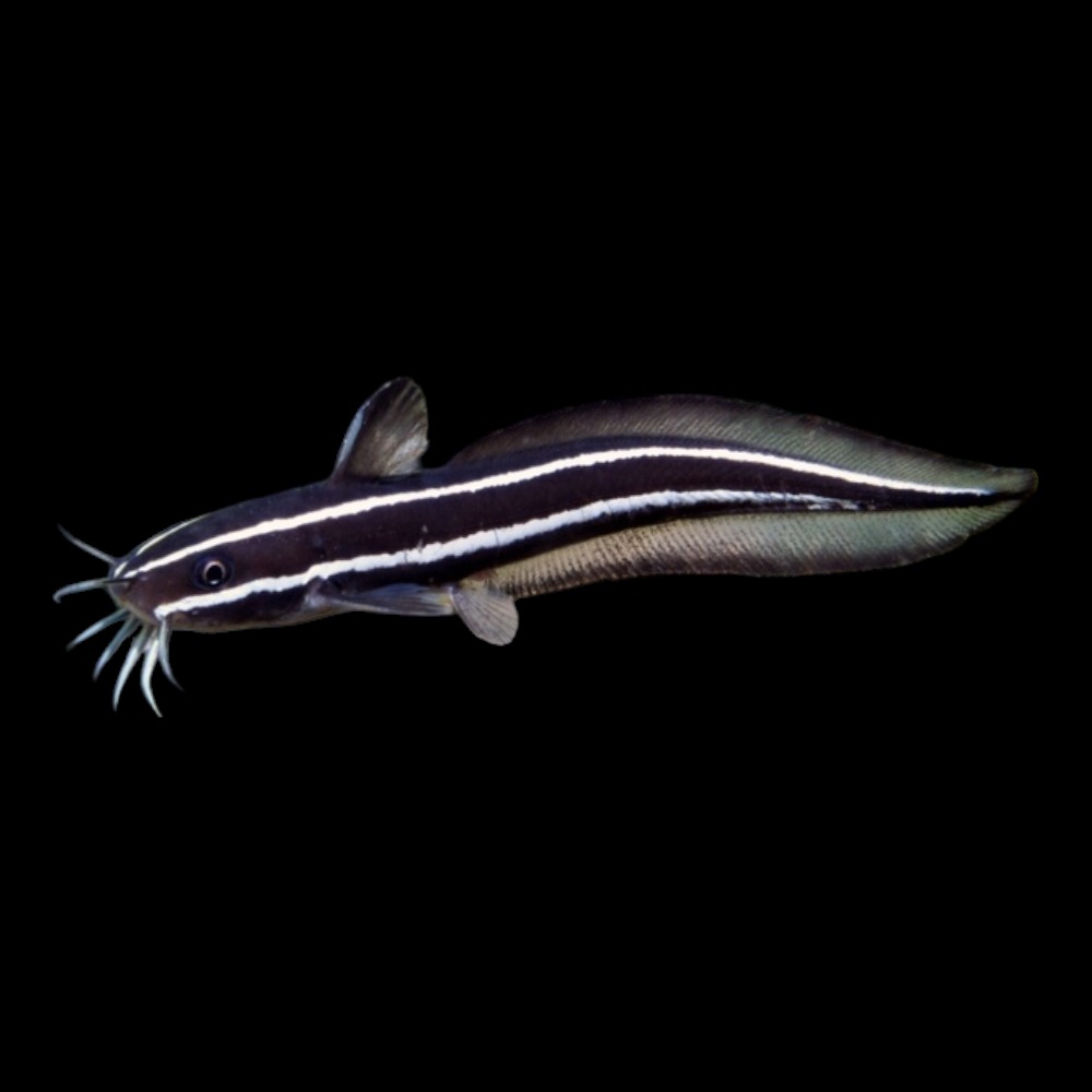 Cat Fish marine