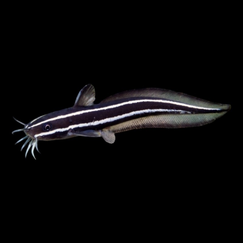 Cat Fish marine