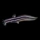Cat Fish marine