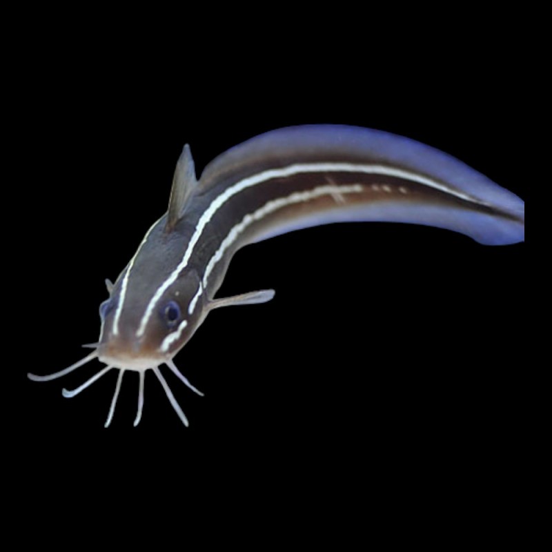 Cat Fish marine