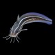 Cat Fish marine