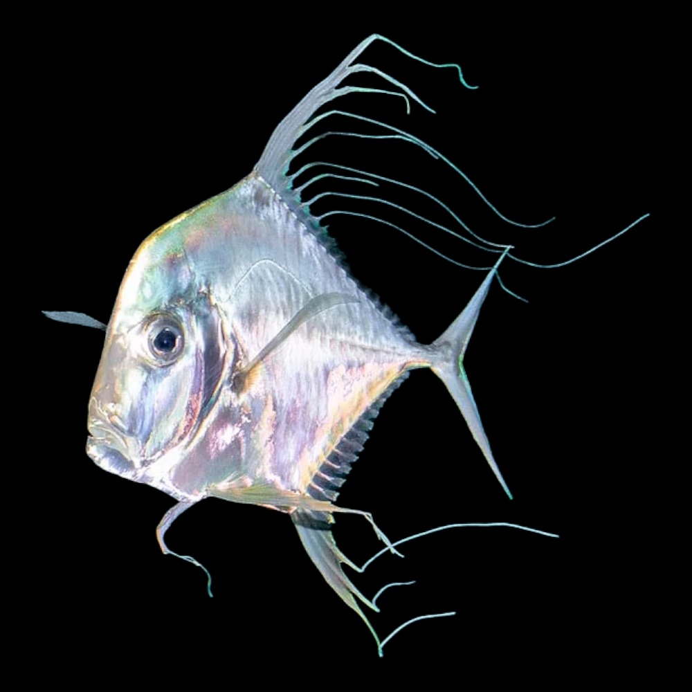 Indian Treadfish