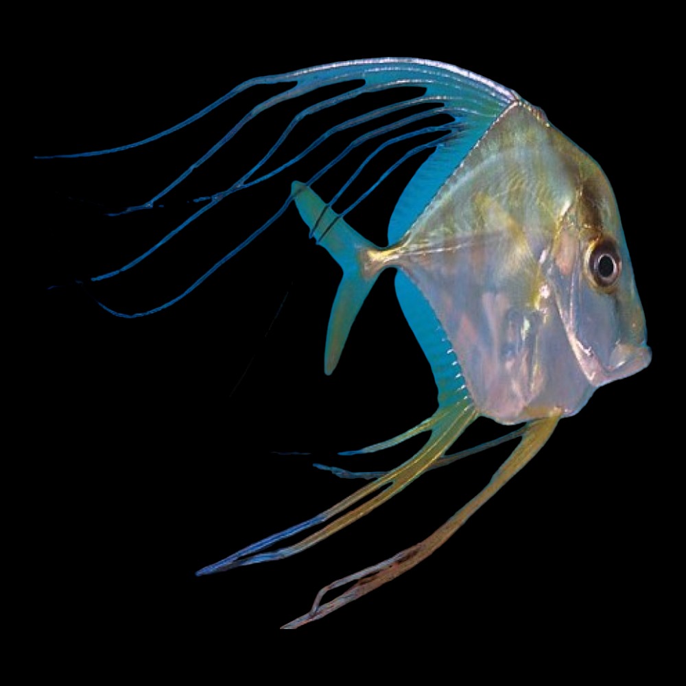 Indian Treadfish