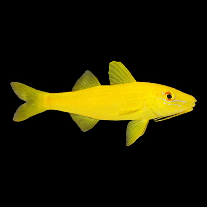 Yellow GoatFish
