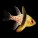 Cardinal Fish
