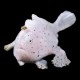 Angler Fish