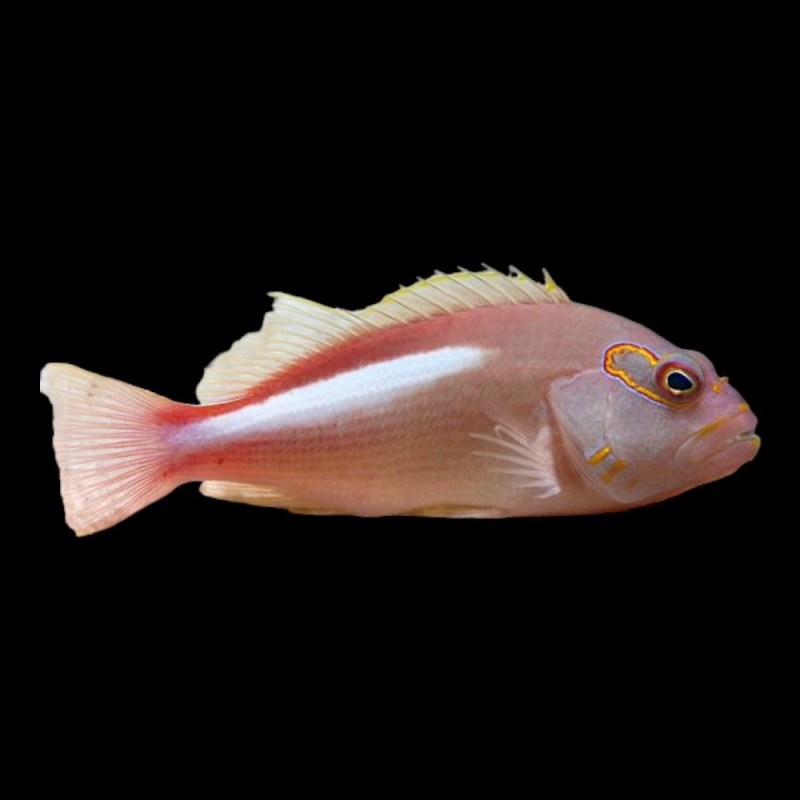 Arceye Hawkfish