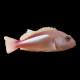 Arceye Hawkfish