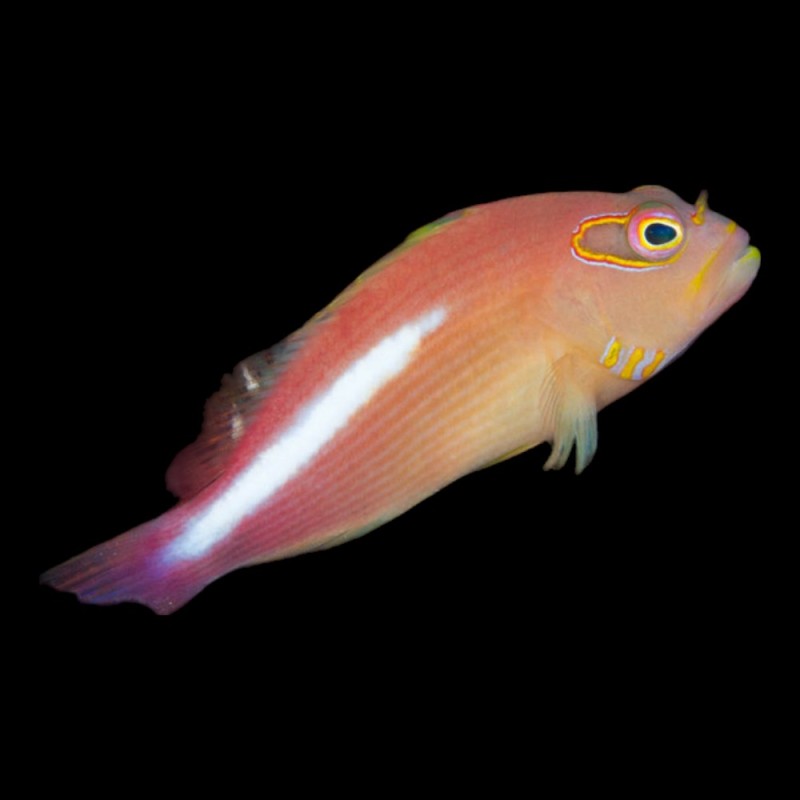 Arceye Hawkfish