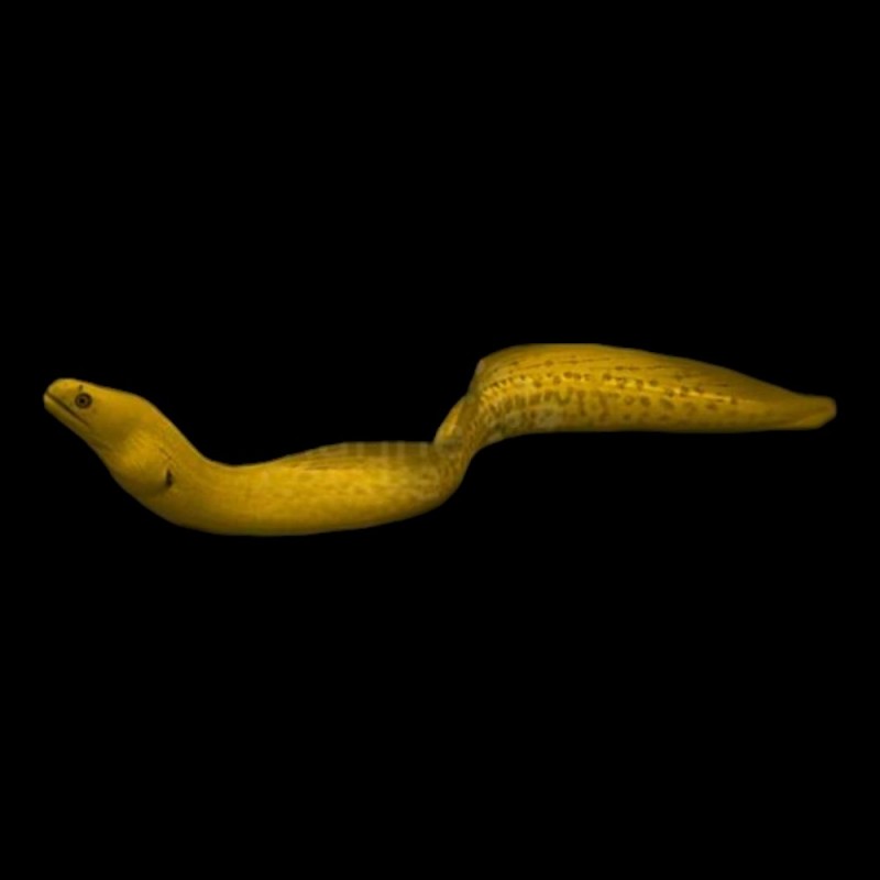 Banana Eel