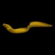 Banana Eel
