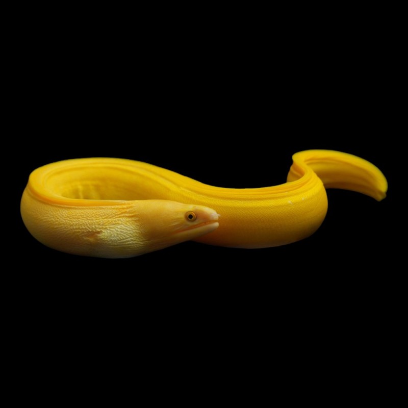 Banana Eel