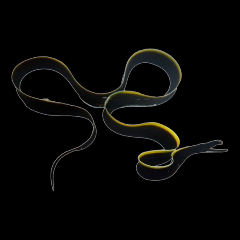 Black Ribbon Eel