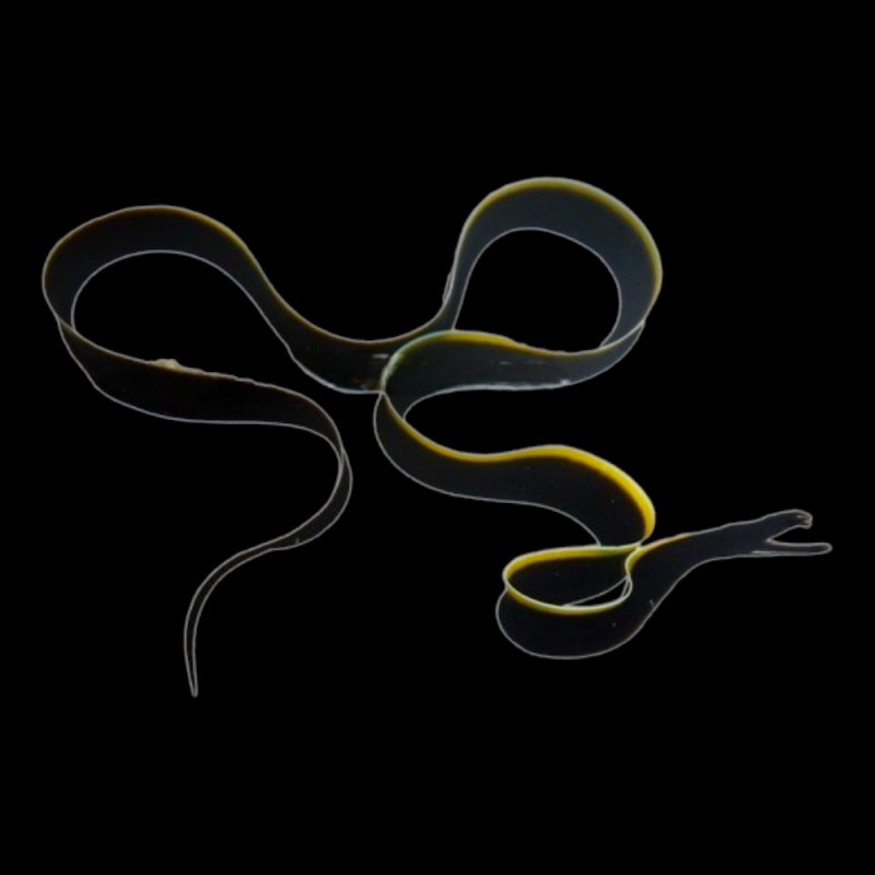 Black Ribbon Eel