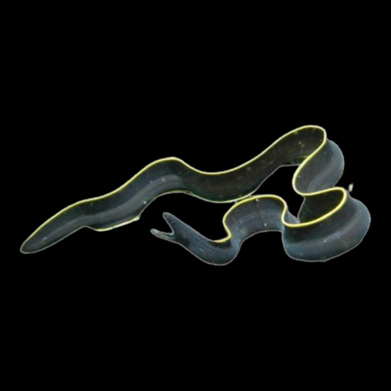 Black Ribbon Eel