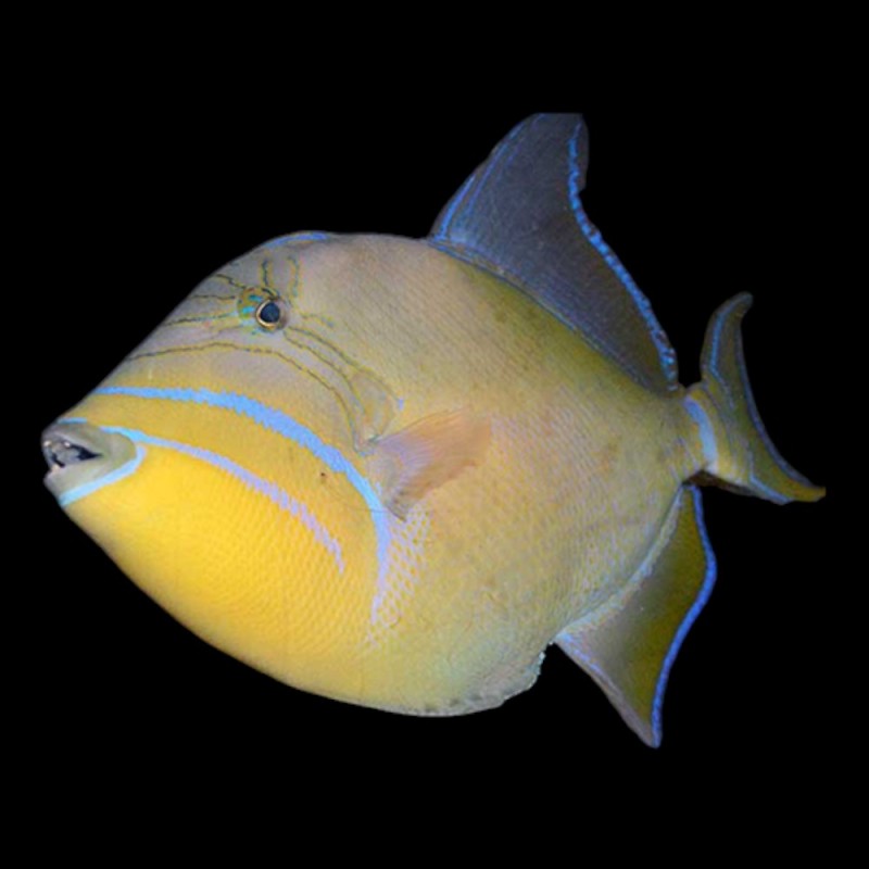 Black-Fin (Queen) Trigger