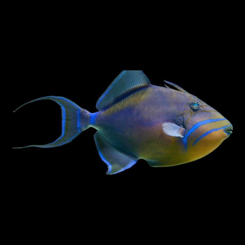 Black-Fin (Queen) Trigger