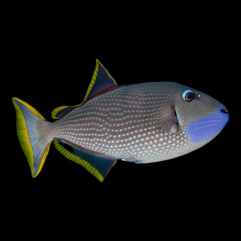 Blue Throat Triggerfish