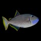 Blue Throat Triggerfish