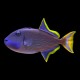Blue Throat Triggerfish