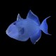 Blue Triggerfish