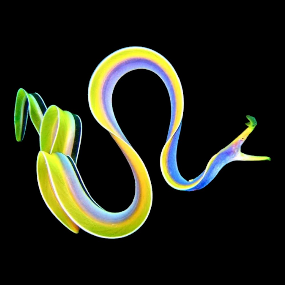 Blue Ribbon Eel