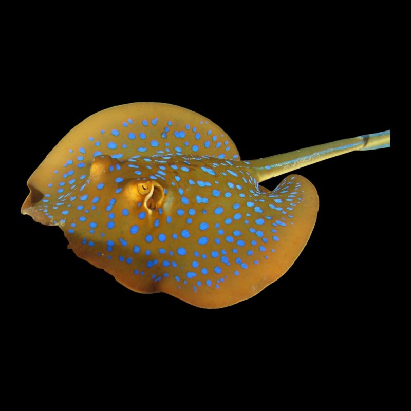 Blue-Spotted Stingray