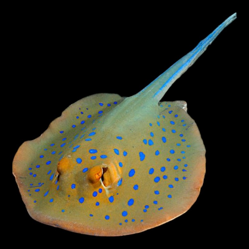 Blue-Spotted Stingray