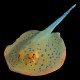 Blue-Spotted Stingray