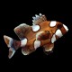 Clown Sweetlips