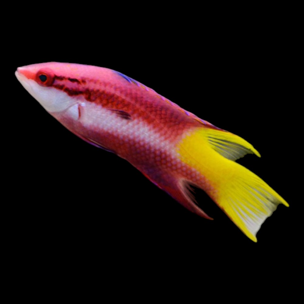 Cuban Hogfish