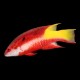 Cuban Hogfish