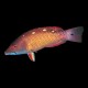 Dianas Hogfish