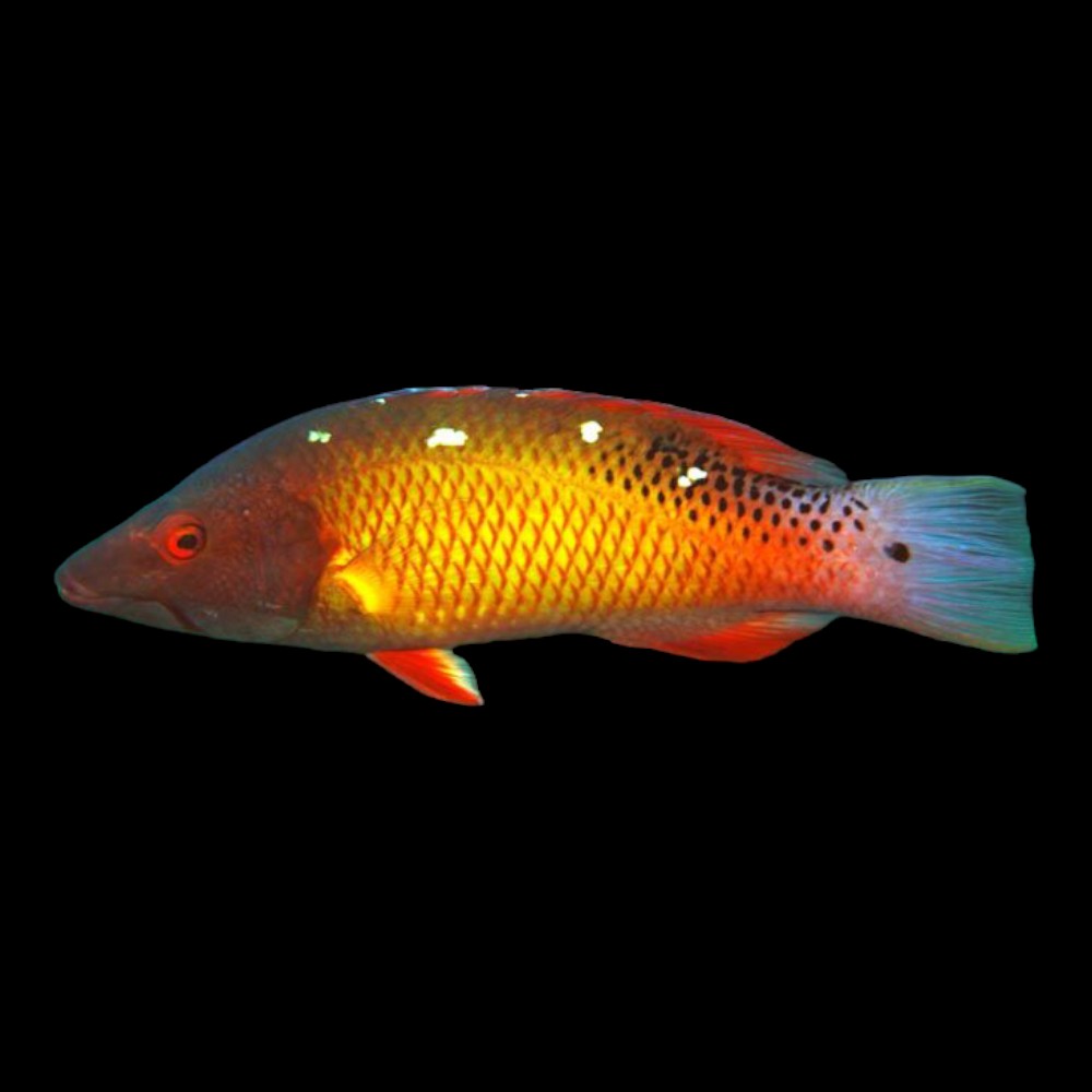 Dianas Hogfish