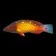Dianas Hogfish