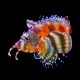 Fu Manchu Lionfish