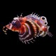 Fu Manchu Lionfish