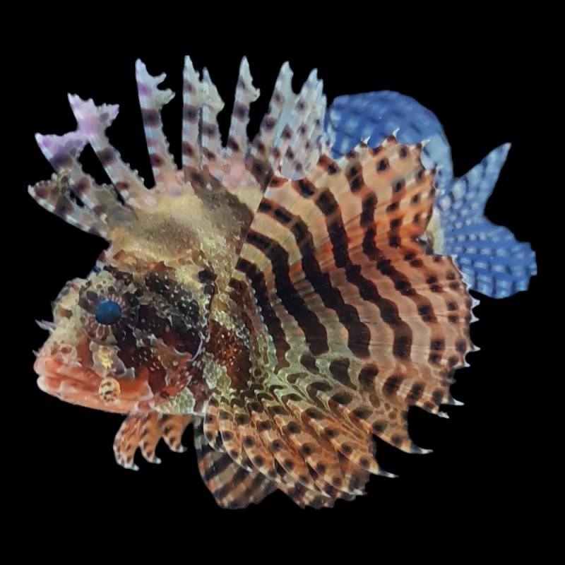 Fuzzy Dwarf Lionfish