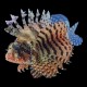 Fuzzy Dwarf Lionfish