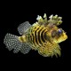 Fuzzy Dwarf Lionfish
