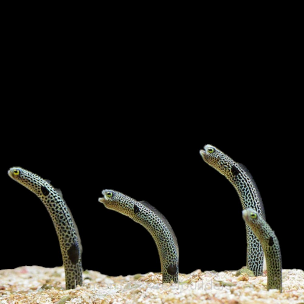 Garden Eel