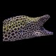 Leopard Morray Eel